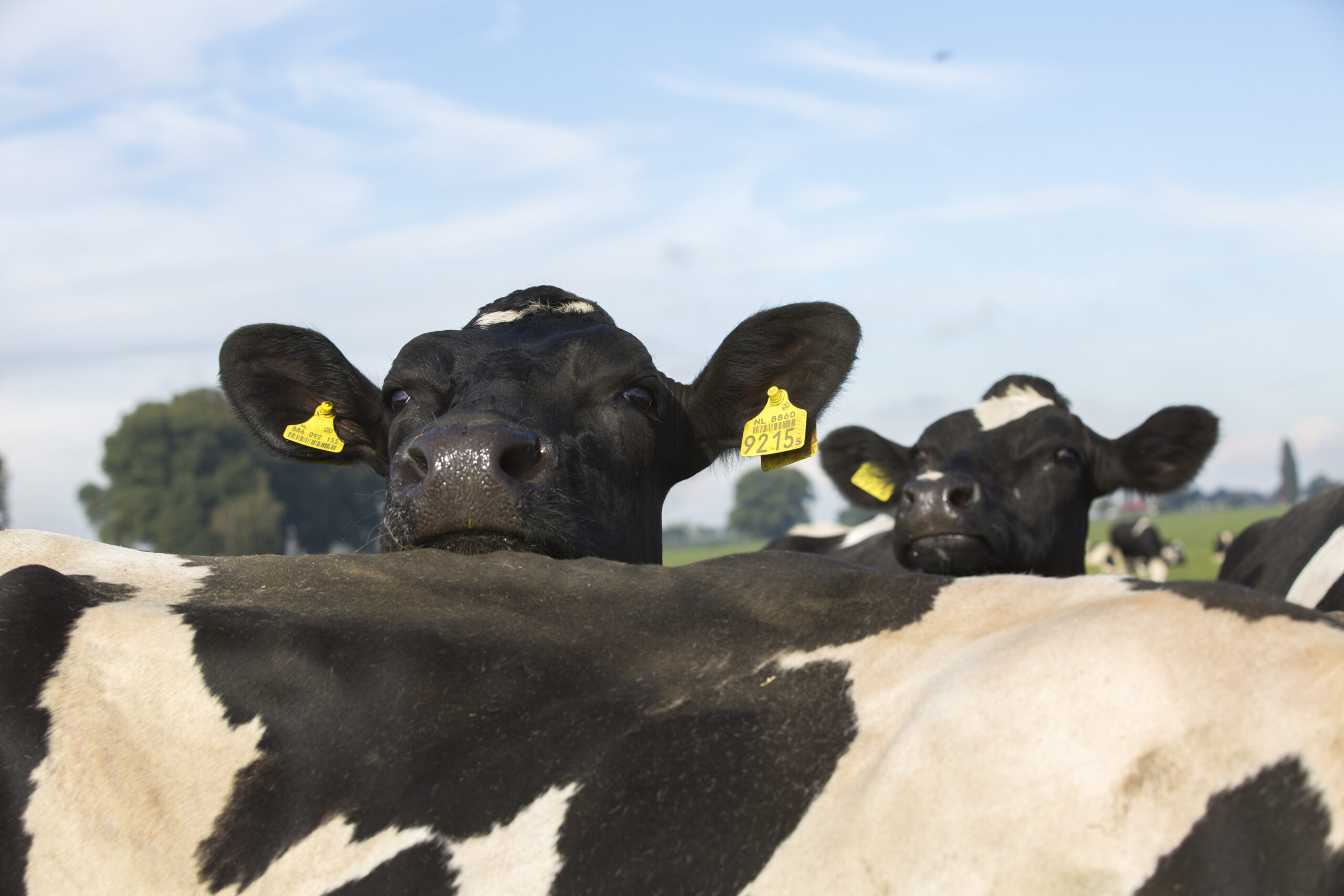 Koeien De Lange Hoeve